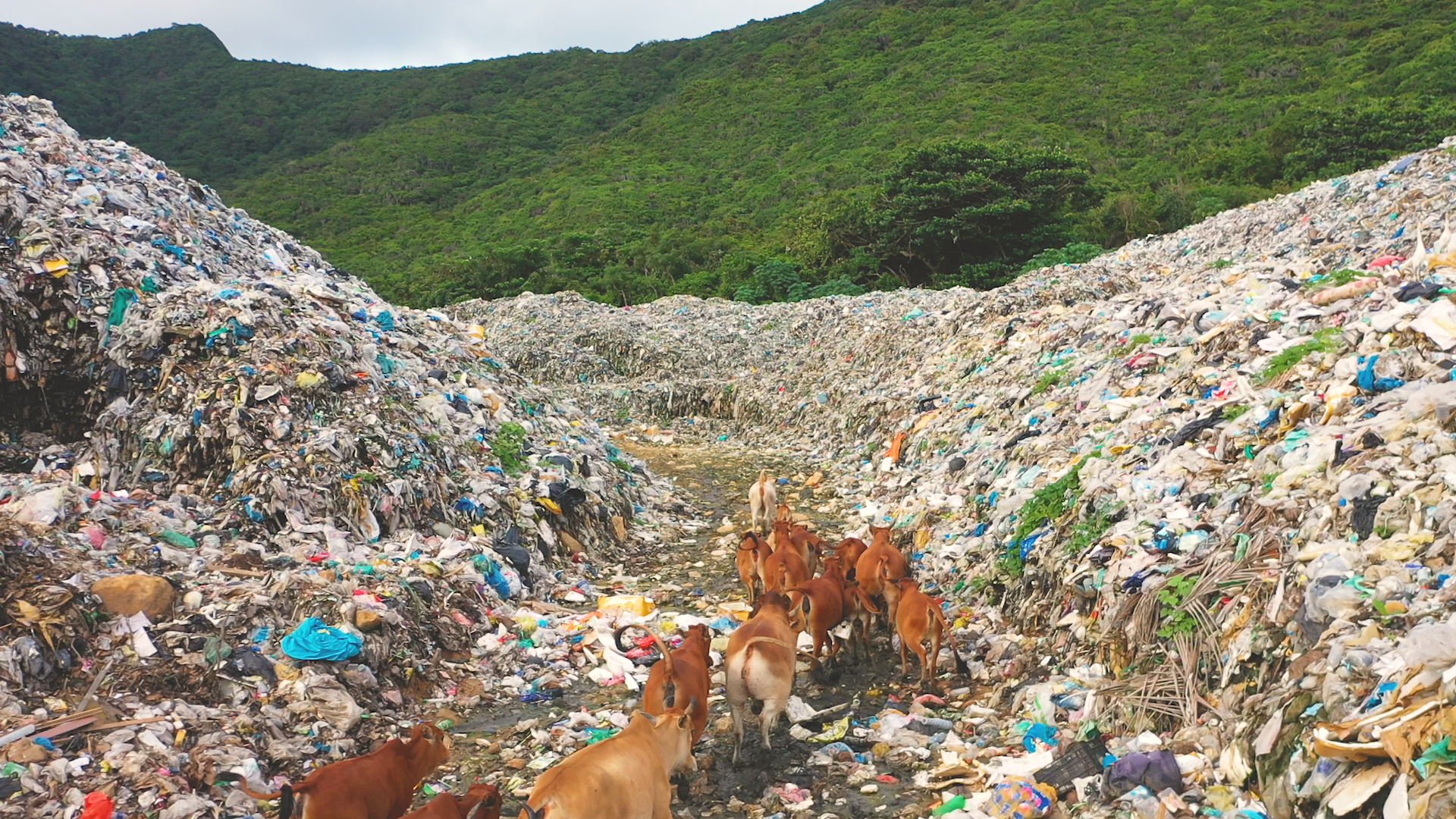 L île de Côn Dao lance un programme de réduction des déchets plastiques